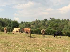 Cows In Their Enclosure