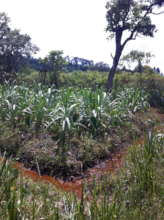 Small crop plantation