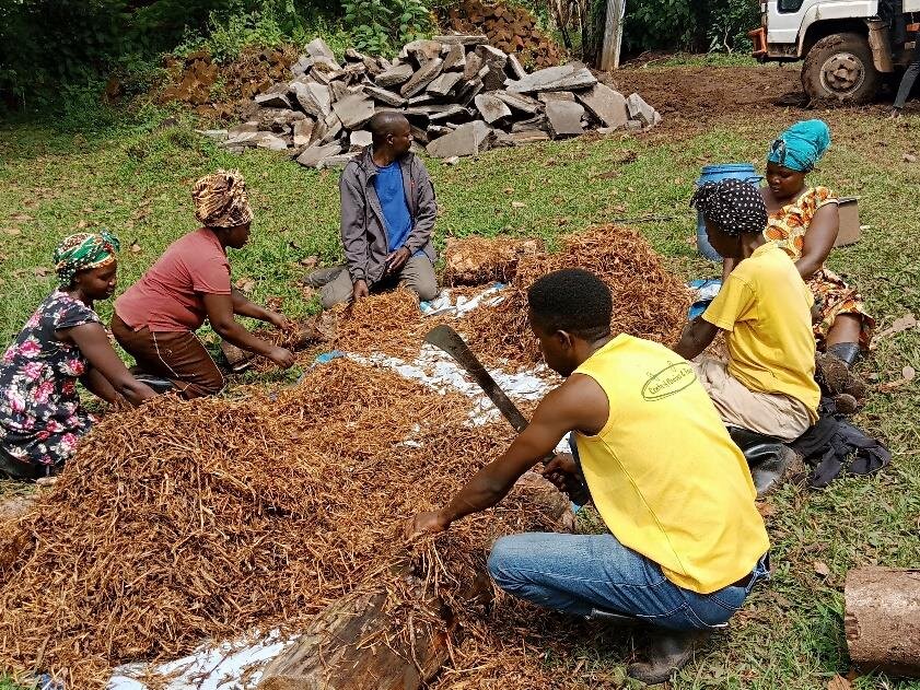 Preparing mushroom gardens with coconut husks