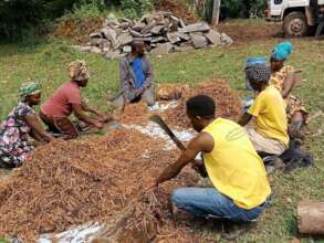 Preparing mushroom gardens with coconut husks