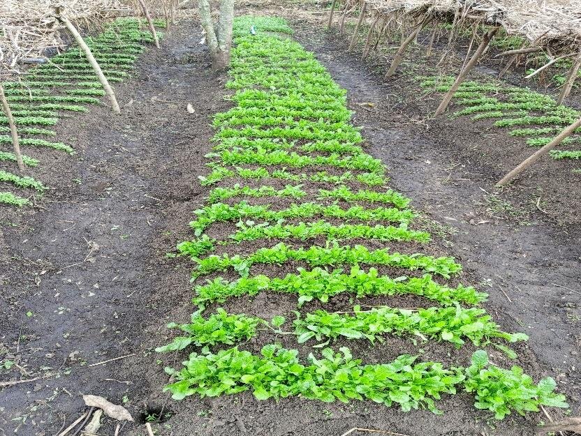 Spinach nursery bed at the farm
