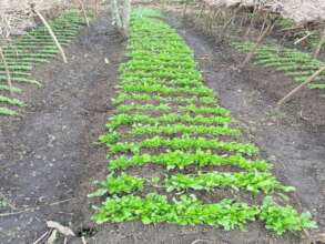 Spinach nursery bed at the farm