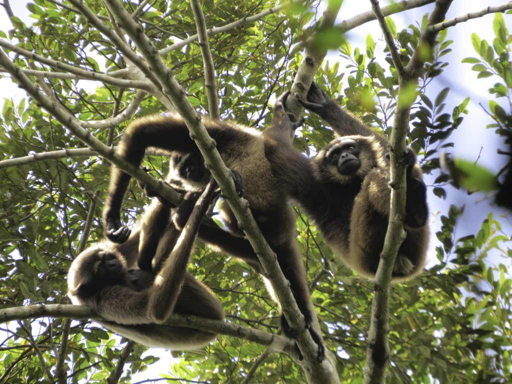 1 Million Trees: A Community Conservation Project