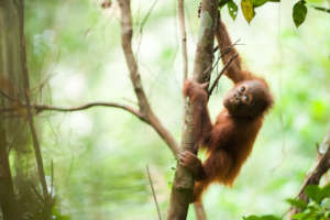 Orangutan in Sebangau, by Andrew Walmsley