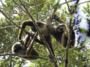 Gibbon family, by Aziz K