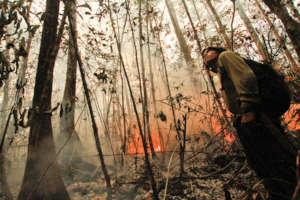 Fires in the rainforest, 2015