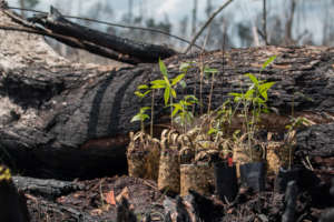 Seedlings for a greener Borneo