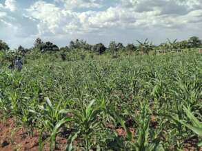 A spot check on farmer's progress