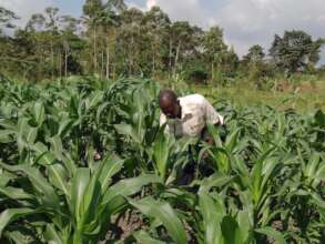A beneficiary checking on his maize