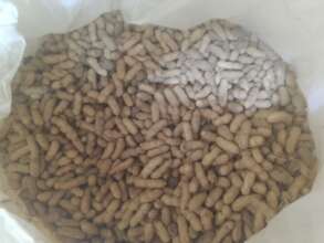 Dry peanuts stored in a hermetic bag 7 months ago