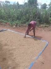 A farmer spreading rice to dry on a Tarpaulin