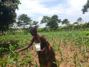 Farmer applying Urea to demonstration garden