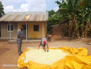A snapshot of post harvest handling