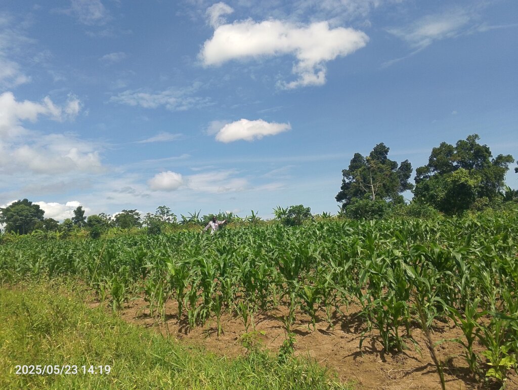 A farmer Checking on progress of the garden