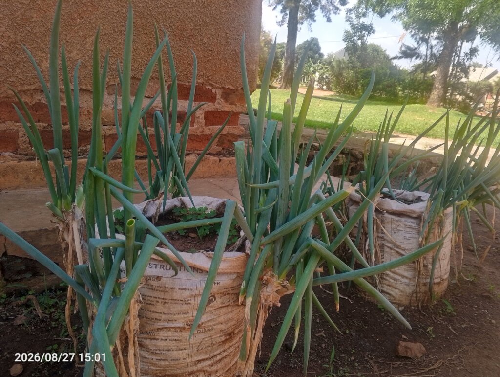 Backyard onion garden