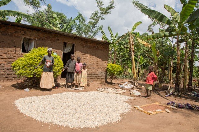 Give 35 families food security in Uganda