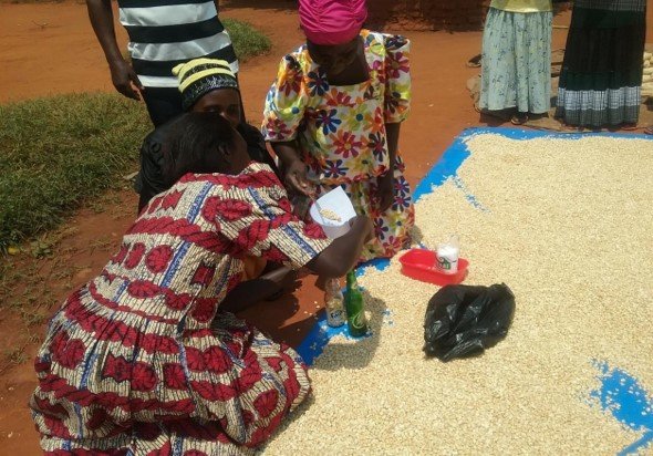 Give 35 families food security in Uganda