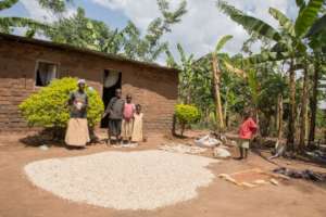 Traditional way of drying grain on the ground