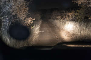 The Black Mambas on Night Patrol.
