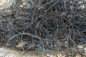 Snaring problem a threat to wildlife.