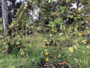 Fruit trees