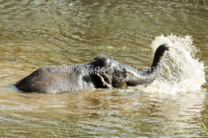 Elephant in Tigers4Ever Waterhole