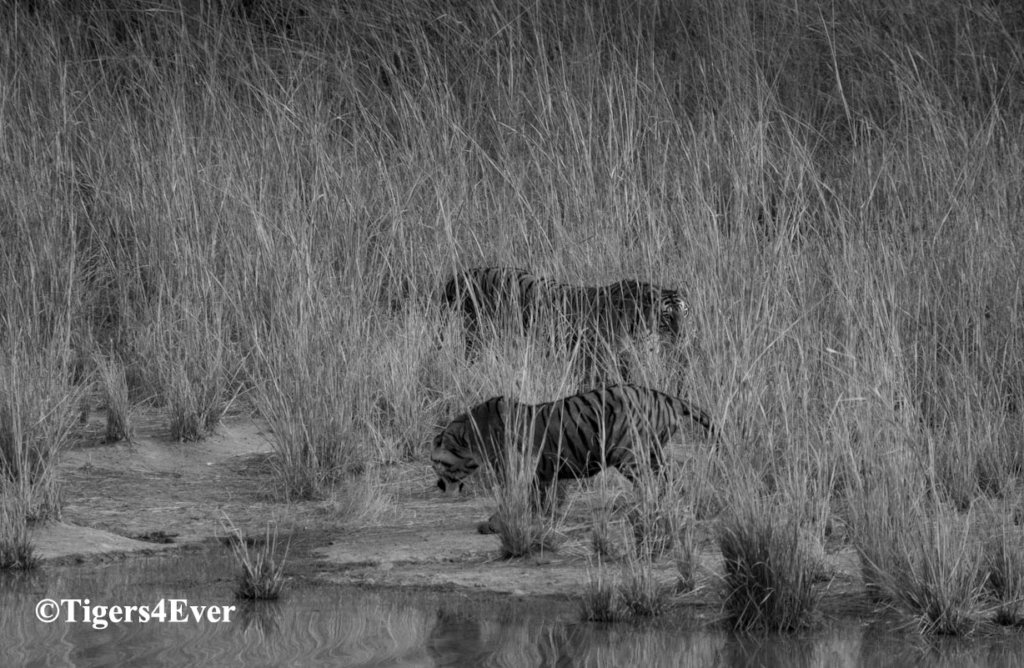 Water for Bandhavgarh's Tigers - Urgent Repairs