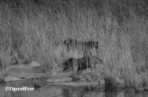 Water for Bandhavgarh's Tigers - Urgent Repairs