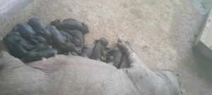 With the healthy environment comes healthy piglets