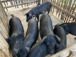 Sela's thriving pig herd.