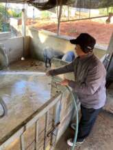 Ajarn Mawsom taking care of his pig pens