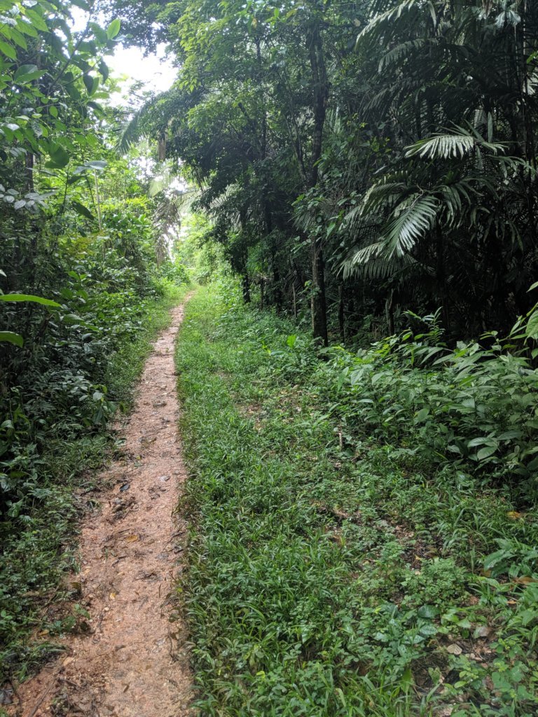 Regenerate Maya Mountain North's Forests!