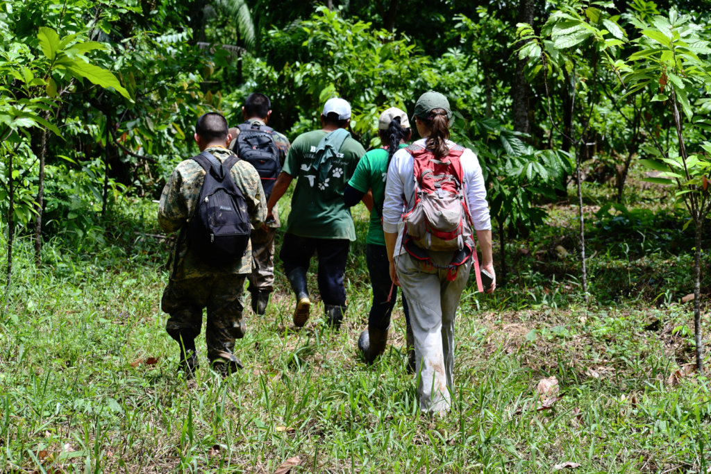 Regenerate Maya Mountain North's Forests!