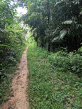 Trail to Community Agroforestry Concession