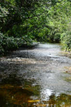 Maya Mountain North Forest Reserve