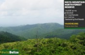 Regenerate Maya Mountain North's Forests!