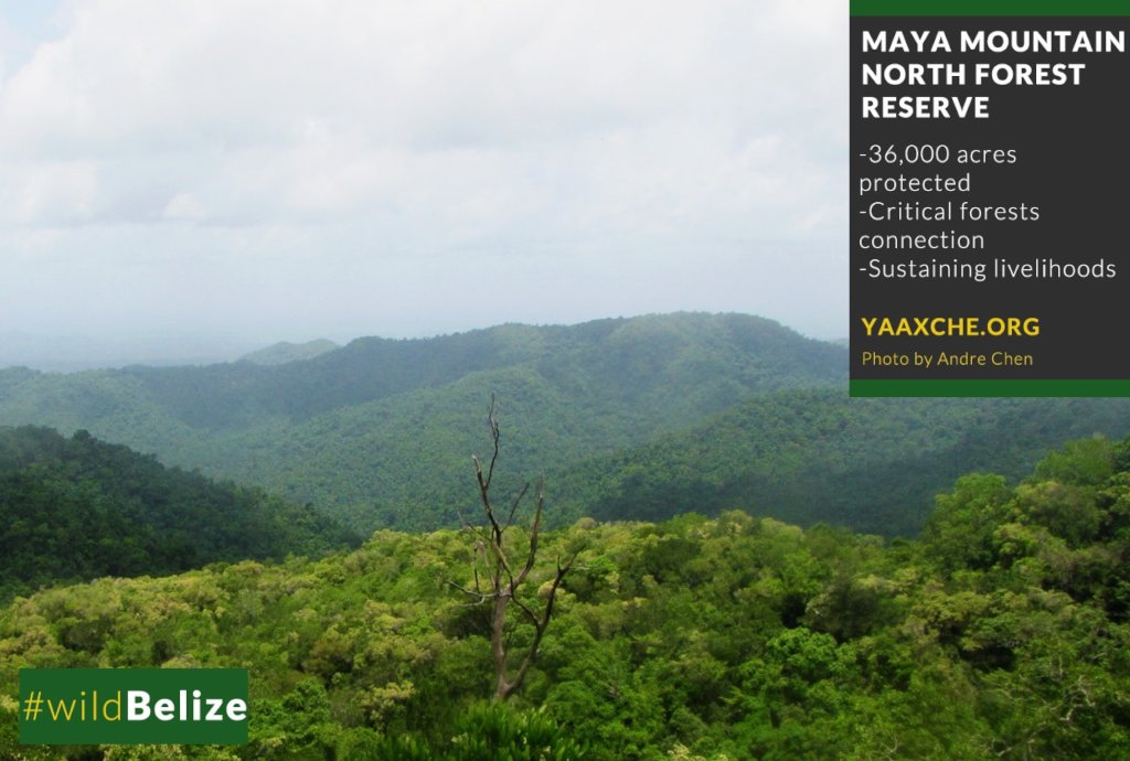 Regenerate Maya Mountain North's Forests!