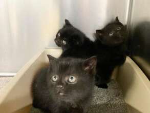 Adopted kittens!