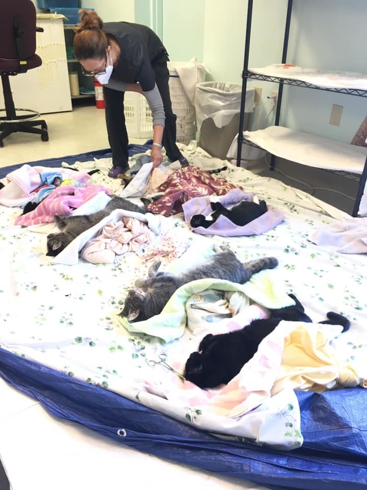 SAVECats: A MD No-Kill Community Cat Program