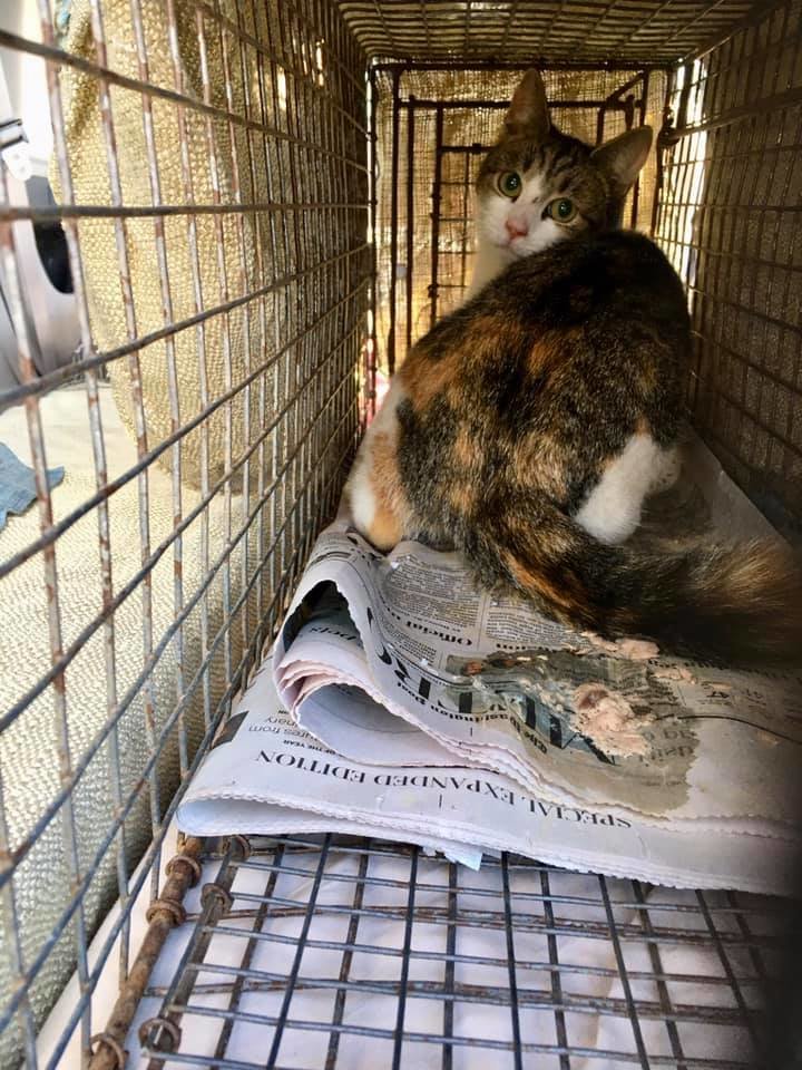 SAVECats: A MD No-Kill Community Cat Program