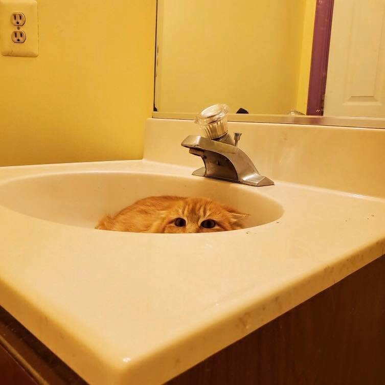 SAVECats: A MD No-Kill Community Cat Program