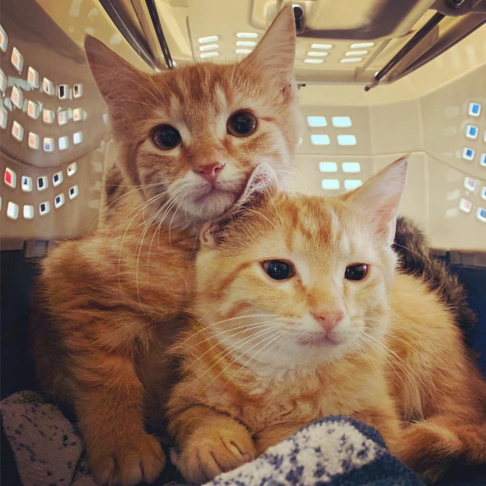 SAVECats: A MD No-Kill Community Cat Program