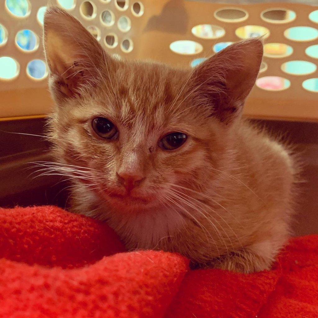 SAVECats: A MD No-Kill Community Cat Program