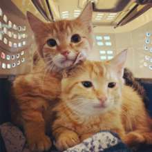 Feral kittens can be socialized!