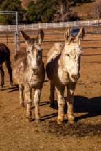 Keno (right) with her sister Reno