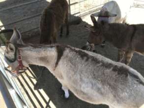 Burros supervise our fly control measures