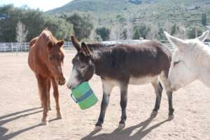 Sultan, Milton Burro, and Claude