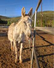 Claude's very first Tongue-Out Tuesday