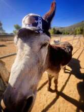 Baseball cap from Victoria