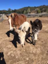 Jill with her two BFFs -- Sonny and Jack